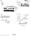 Fig. 09 - Inhibition of GASC1