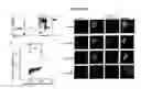 Fig. 09 - COMPOSITIONS AND METHODS FOR DIAGNOSING AND TREATING BRAIN CANCER AND IDENTIFYING NEURAL STEM CELLS
