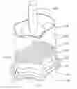 Fig. 01 - BIODEGRADABLE OSTOCHONDREAL IMPLANT