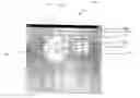 Fig. 01 - Spotlight cursor