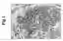 Fig. 02 - Tissue Specific Expression of Exogenous Proteins in Transgenic Chickens