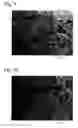 Fig. 06 - Method for producing porous body comprising apatite/collagen composite fibers
