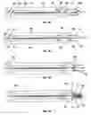Fig. 19 - Thin multi-chip flex module