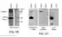 Fig. 03 - Negative immunomodulation of immune responses by ERp5
