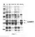 Fig. 02 - Methods for separating casein from soluble proteins in a composition