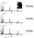 Fig. 05 - Coated Nanoparticles, in Particular Those of Core-Shell Structure