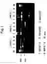 Fig. 02 - Hcv rna having novel sequence