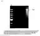 Fig. 02 - Method for Enhancing Enzymatic DNA Polymerase Reactions