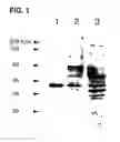 Fig. 02 - Use of regulatory sequences for specific, transient expression in neuronal determined cells