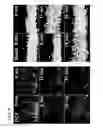 Fig. 07 - Use of regulatory sequences for specific, transient expression in neuronal determined cells