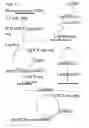 Fig. 37 - Use of regulatory sequences for specific, transient expression in neuronal determined cells