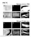 Fig. 40 - Use of regulatory sequences for specific, transient expression in neuronal determined cells