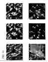 Fig. 41 - Use of regulatory sequences for specific, transient expression in neuronal determined cells