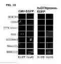 Fig. 43 - Use of regulatory sequences for specific, transient expression in neuronal determined cells