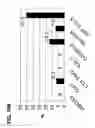 Fig. 45 - Use of regulatory sequences for specific, transient expression in neuronal determined cells