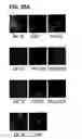 Fig. 46 - Use of regulatory sequences for specific, transient expression in neuronal determined cells