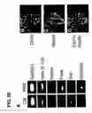 Fig. 53 - Use of regulatory sequences for specific, transient expression in neuronal determined cells