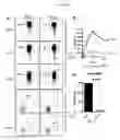 Fig. 09 - Identification of thymically derived CD4 T cells by protein tyrosine kinase 7 expression