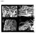 Fig. 03 - EFFECT OF RADIATION ON CELLULASE ENZYMES