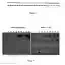 Fig. 02 - Spacers to increase the expression of recombinant fusion proteins