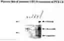 Fig. 01 - Recombinant protein production in a human cell