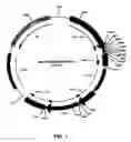 Fig. 02 - Recombinant protein production in a human cell