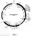 Fig. 06 - Recombinant protein production in a human cell