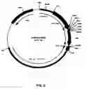 Fig. 07 - Recombinant protein production in a human cell