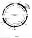 Fig. 08 - Recombinant protein production in a human cell