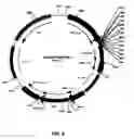 Fig. 09 - Recombinant protein production in a human cell