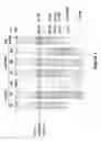 Fig. 02 - Single enzyme system for fast, ultra long PCR