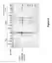 Fig. 07 - Single enzyme system for fast, ultra long PCR