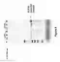 Fig. 09 - Single enzyme system for fast, ultra long PCR