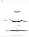 Fig. 02 - Method for producing an L-amino acid using a bacterium of the family with attenuated expression of the operon