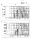 Fig. 16 - Differentiation of human embryonic stem cells