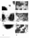 Fig. 08 - Antiviral compositions comprising a multiple branched peptide construct containing human CD38 leukocyte surface antigen polypeptides