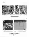 Fig. 06 - Extruded porous substrate and products using the same