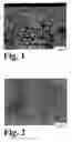 Fig. 02 - ISOPOROUS MEMBRANE AND METHOD OF PRODUCTION THEREOF