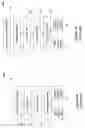Fig. 02 - Graphics Interface And Method For Rasterizing Graphics Data For A Stereoscopic Display