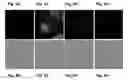 Fig. 06 - Anti-Alpha V Immunoliposome Composition, Methods, and Uses