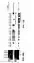 Fig. 16 - METHODS FOR IDENTIFYING COMPOUNDS THAT MODULATE PHB DOMAIN PROTEIN ACTIVITY AND COMPOSITIONS THEREOF