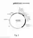 Fig. 02 - Method for producing temperature sensitive influenza A viruses