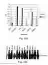 Fig. 45 - Method for producing temperature sensitive influenza A viruses