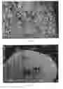 Fig. 03 - Food Comprising Silicon