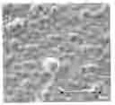 Fig. 01 - Unsupported palladium alloy membranes and methods of making same
