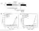 Fig. 01 - Single molecule-format real-time bioluminescence imaging probe