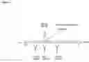 Fig. 02 - TEST FOR THE DETECTION OF PATHOLOGICAL PRIONS