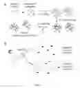 Fig. 02 - Methods for detection of botulinum neurotoxin