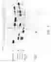Fig. 02 - Removal of plasmin or plasminogen from cryoprecipitate