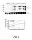 Fig. 02 - Androgen-regulated PMEPA1 gene and polypeptides